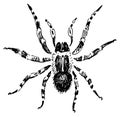 Hand drawing of poisonous spider, black and white vector illustration isolated on white