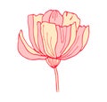 Hand-drawing poppy flower isolated on white background vector illustration. Pink red floral element for botanical design Royalty Free Stock Photo