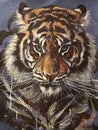 Hand-drawing portrait of a tiger with blue eyes isolated on blue background Royalty Free Stock Photo