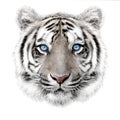 Hand-drawing portrait of a white bengal tiger Royalty Free Stock Photo
