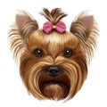 Yorkshire Terrier with pink bow Royalty Free Stock Photo