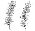 Hand drawing of rosemary branch, isolated on white background. Vector illustration