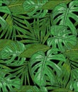 Hand drawing a Seamless pattern of tropical palm leaves. Vector