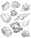 Hand drawing seashells set 2 Royalty Free Stock Photo