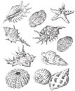 Hand drawing seashells set 3 Royalty Free Stock Photo