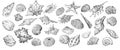 Hand drawing seashells set long Royalty Free Stock Photo