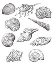 Hand drawing seashells set 1 Royalty Free Stock Photo