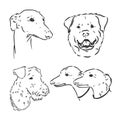 Hand drawing set of a cute dogs breeds part 7. Dogs head isolated on beige background. Pencil hand drawn realistic Royalty Free Stock Photo