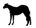 Horse standing silhouette ~