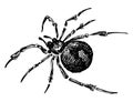 Hand drawing of poisonous spider, black and white vector illustration isolated on white