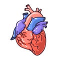 Hand drawing sketch anatomical heart.Cartoon style vector illustration Royalty Free Stock Photo