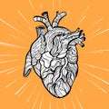 Hand drawing sketch anatomical heart. Doodle zentangle vector illustration Royalty Free Stock Photo