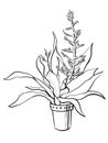 Sketch botanical potted plant echmea blue tango flowering outline line design element on white background