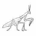 Hand drawing, sketch, mantis on a white background