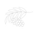 Hand-drawing sketch rowan branch with berries, isolated, black and white.