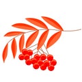 Hand-drawing sketch rowan branch with berries, isolated, in color