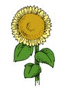 Hand drawing sunflower vector isolated. Lonely plant. Turned to the sun. Blooms. Big green leaves, yellow flower. On a white backg