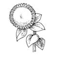 Hand drawing sunflower vector isolated. Lonely plant. Turned to the sun. Blooms. Big green leaves, yellow flower. On a white backg