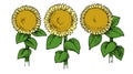 Hand drawing sunflower vector isolated. Lonely plant. Turned to the sun. Blooms. Big green leaves, yellow flower. On a white backg Royalty Free Stock Photo