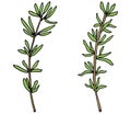 Hand drawing of thyme branch, isolated on white background. Vector illustration