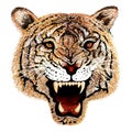 Hand Drawing of Tiger Head Portrait Royalty Free Stock Photo
