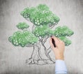 A hand is drawing a tree on the wall. A concept of the process of a growing business Royalty Free Stock Photo