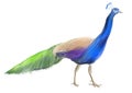 Hand drawing of tropical colorful male peacock