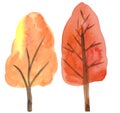 Hand drawing two orange autumn trees on a white background. watercolor stylized illustration for wallpaper, prints, cards