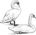 Sketch of pair of white swans resting on lake shore