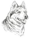 Hand drawing vector portrait of siberian husky