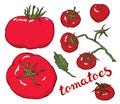 Hand drawing vector red tomato Royalty Free Stock Photo