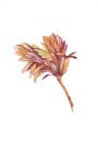 Watercolor botanical illustration of autumn tree branche.