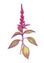 Watercolor botanical illustration of garden amaranth.