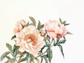 hand drawing watercolor detailed painting peony flowers on white background