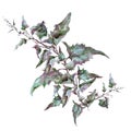 Purple sagebrush tarragon branch with leaves