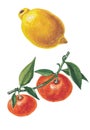 Watercolor illustration of lemon and mandarins.