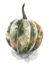 Hand drawing watercolor sketch autumn vegetables green yellow pumpkin isolated on white background Royalty Free Stock Photo