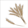 Hand drawing wheat ears isolated on a white background