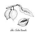 Hand Drawn of Abiu Fruits on White Background Royalty Free Stock Photo