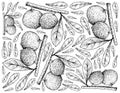 Hand Drawn of Aboirana Fruits on White Background Royalty Free Stock Photo