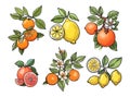 Hand drawn abstract citrus fruits vector set.