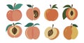Hand drawn abstract peach fruits vector set.