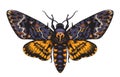 Hand Drawn Acherontia Styx Butterfly Color