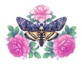 Death`s-Head Hawk Moth with Pink Roses