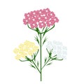 Hand Drawn of Achillea Millefolium or Yarrow Plants