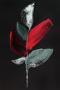 Hand drawn acrylic painting. White flower with red and gray on a black background. Artwork. Abstract art painting. Paint texture Royalty Free Stock Photo