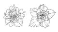 Hand drawn adenium flowers