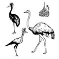 Hand drawn african birds. Vector sketch illustration Royalty Free Stock Photo