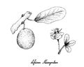 Hand Drawn of African Mangosteen on White Background