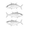 Hand Drawn Albacore Tuna Royalty Free Stock Photo